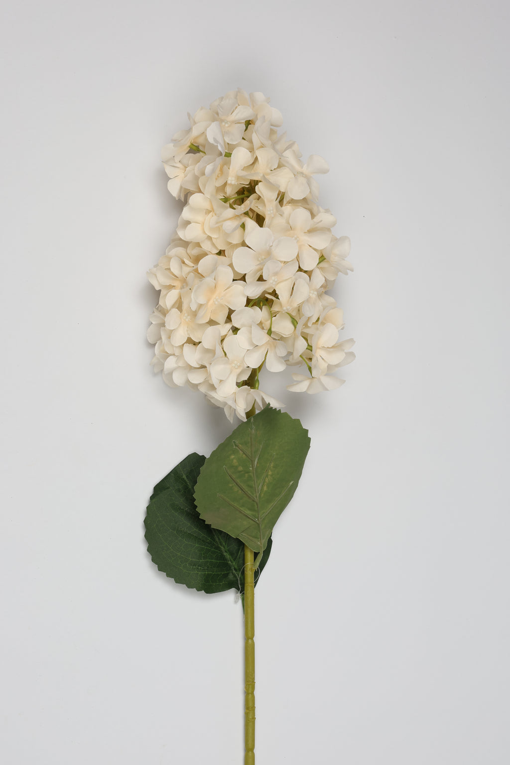 Antrina - White