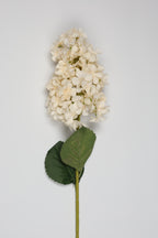 Antrina - White