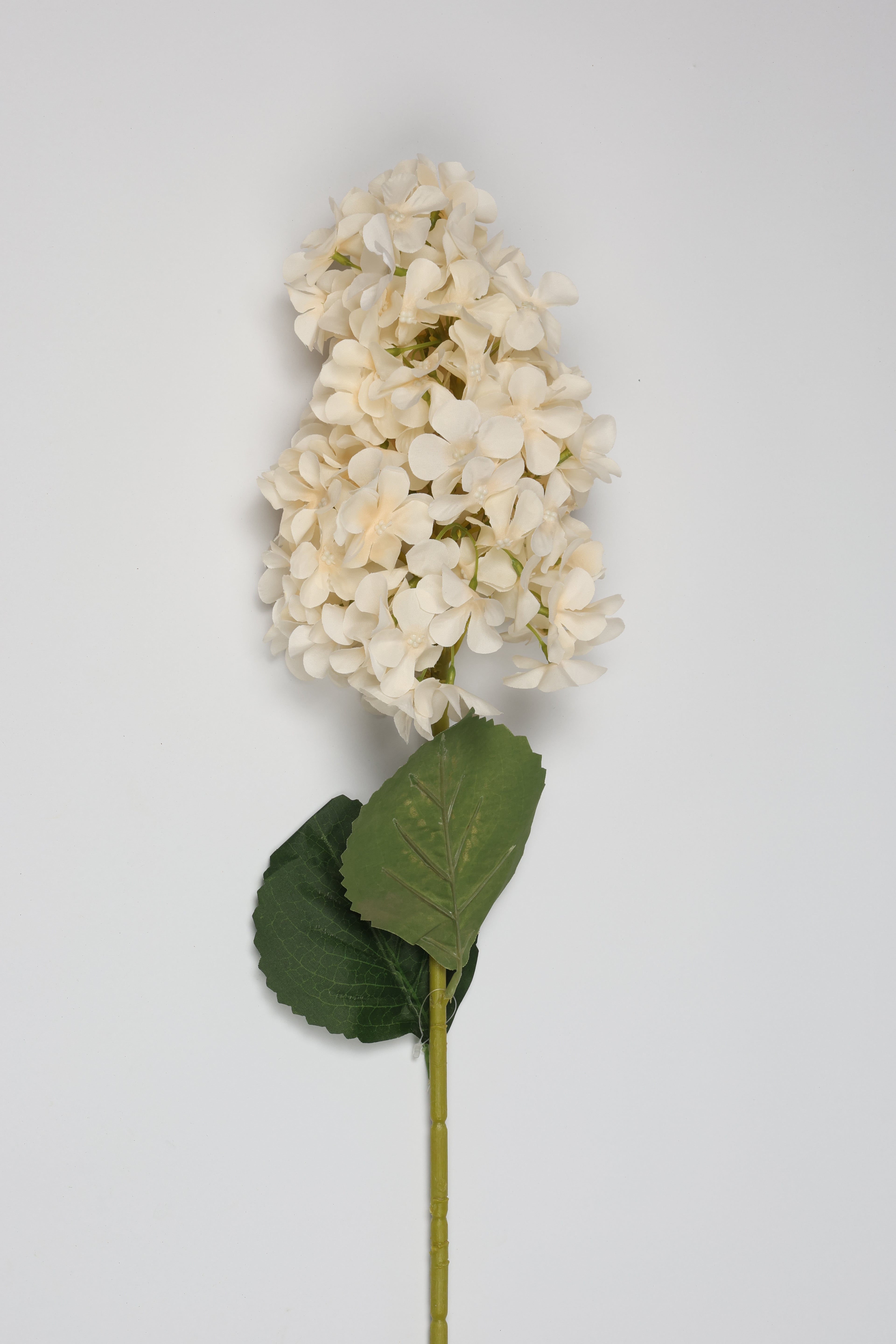 Antrina - White