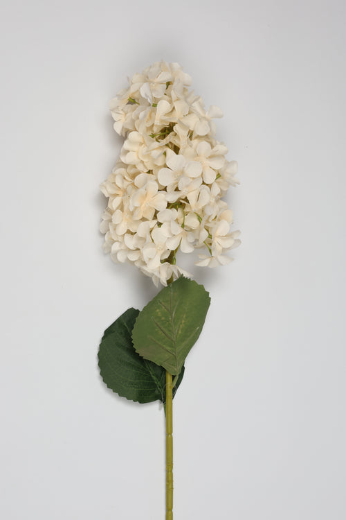 Antrina - White