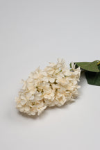 Antrina - White