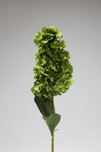 Antrina - Green