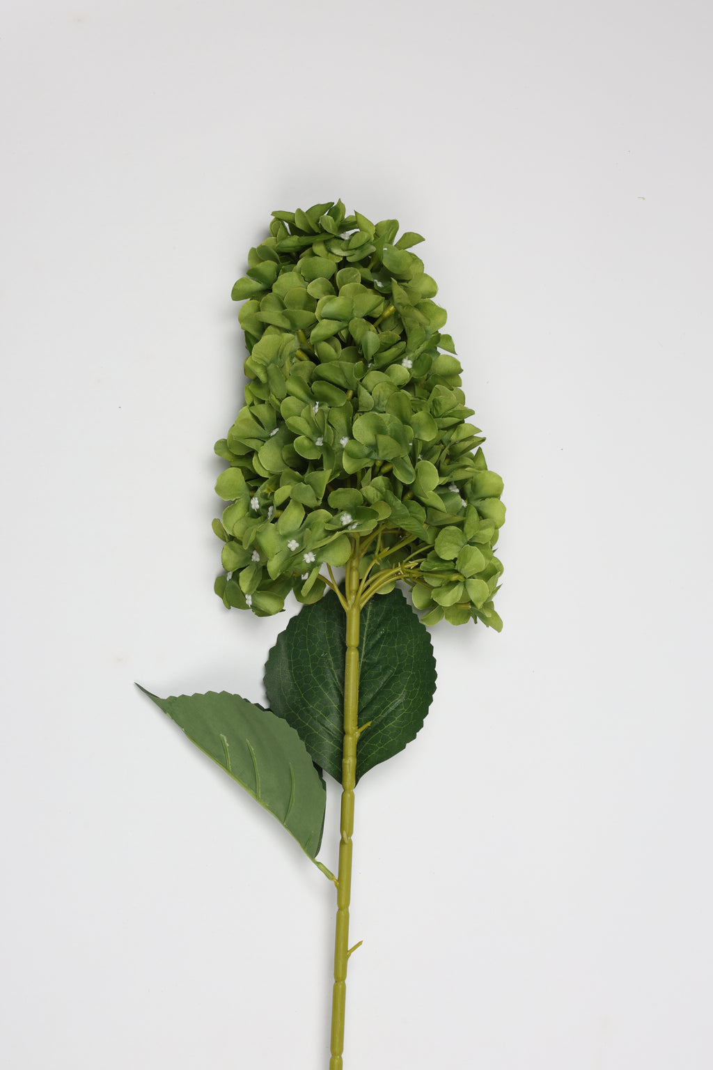 Antrina - Green