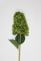 Antrina - Green