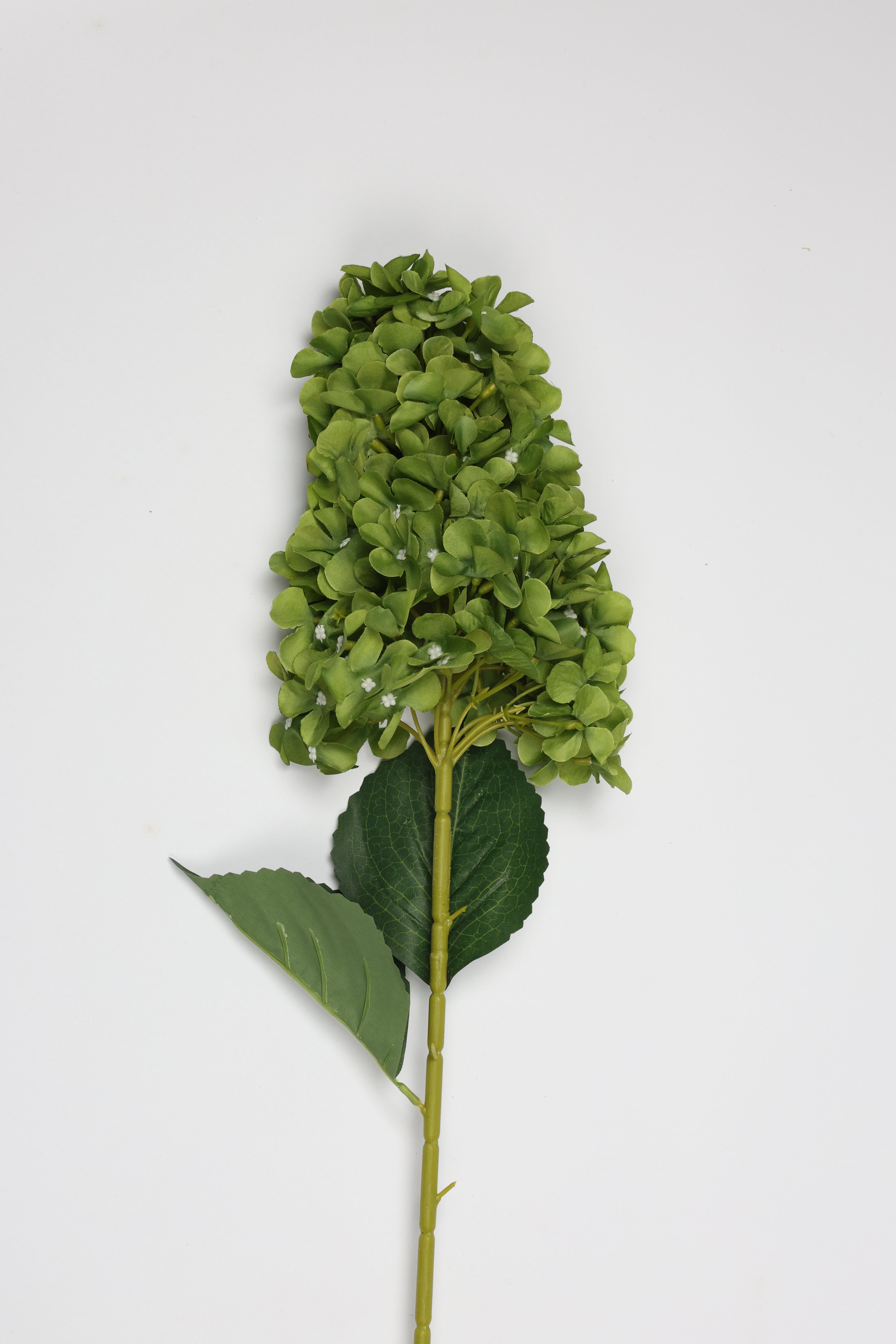 Antrina - Green