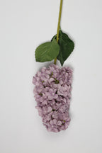 Antrina - Purple