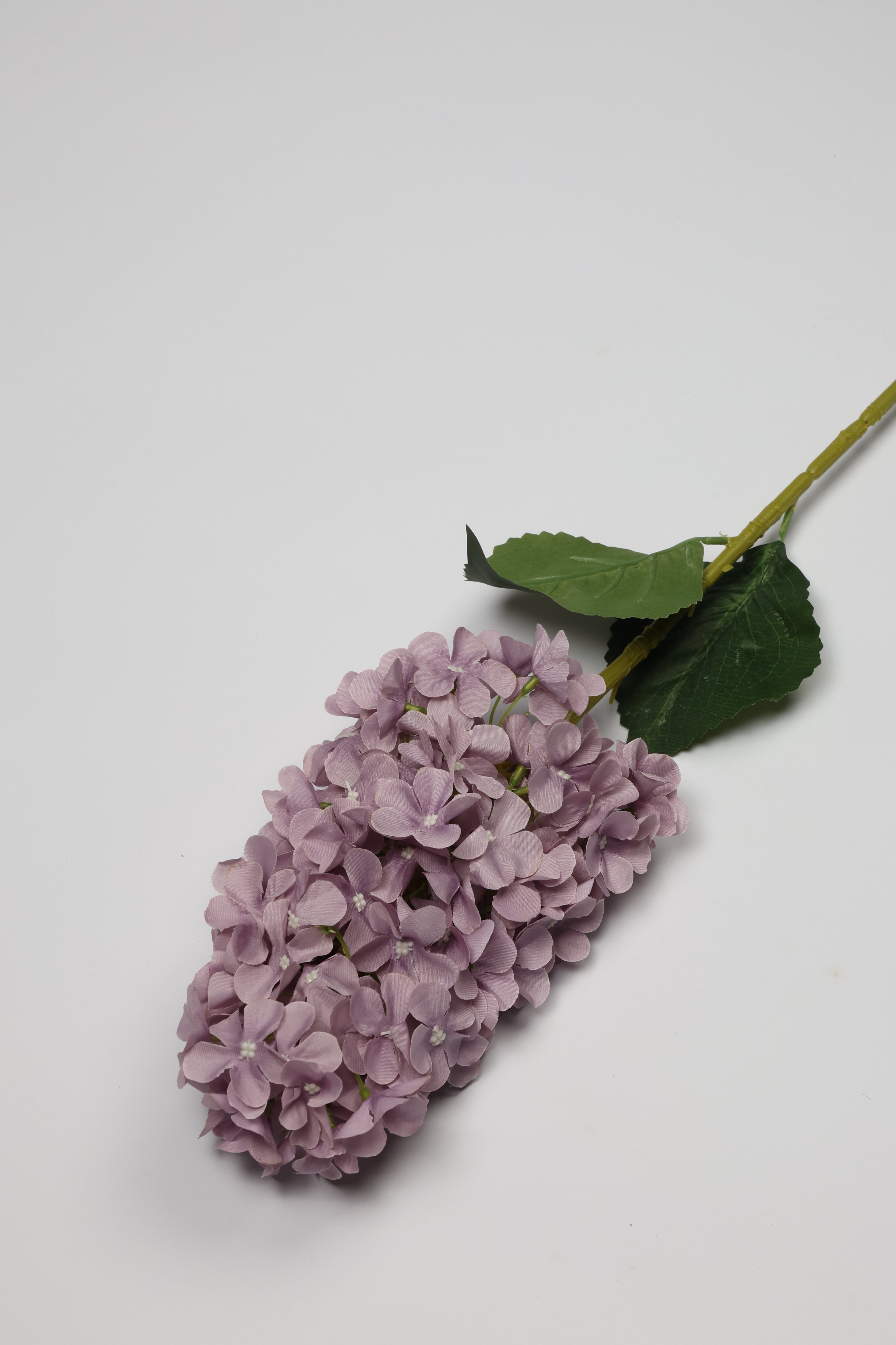 Antrina - Purple
