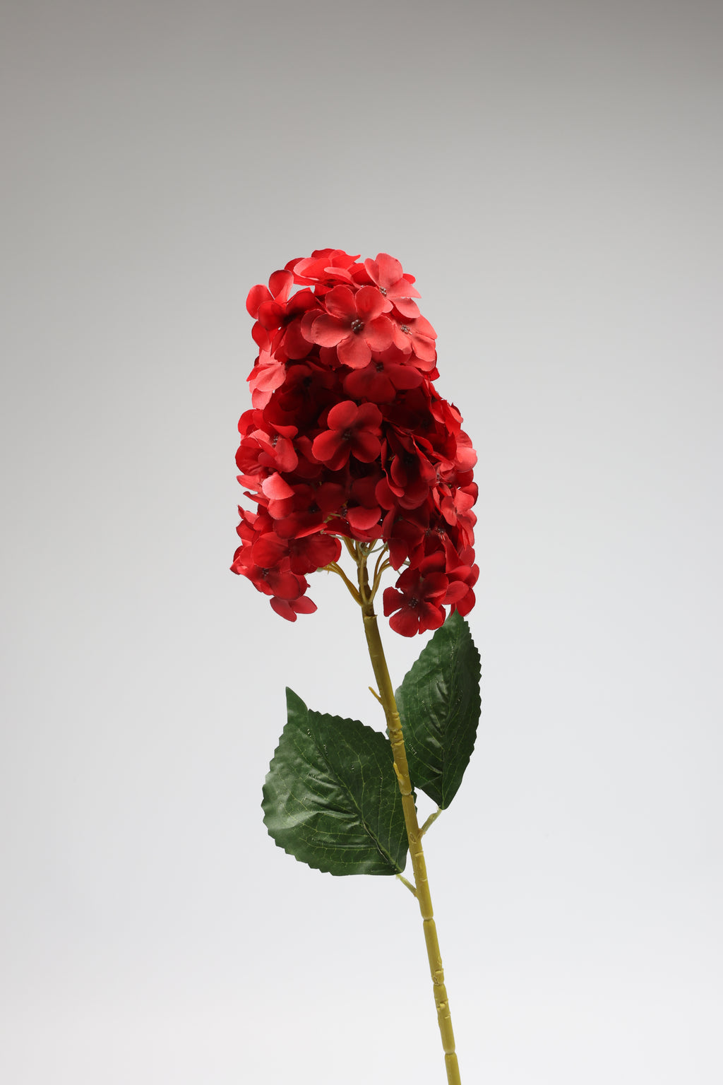 Antrina - Red