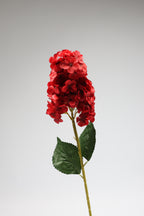 Antrina - Red