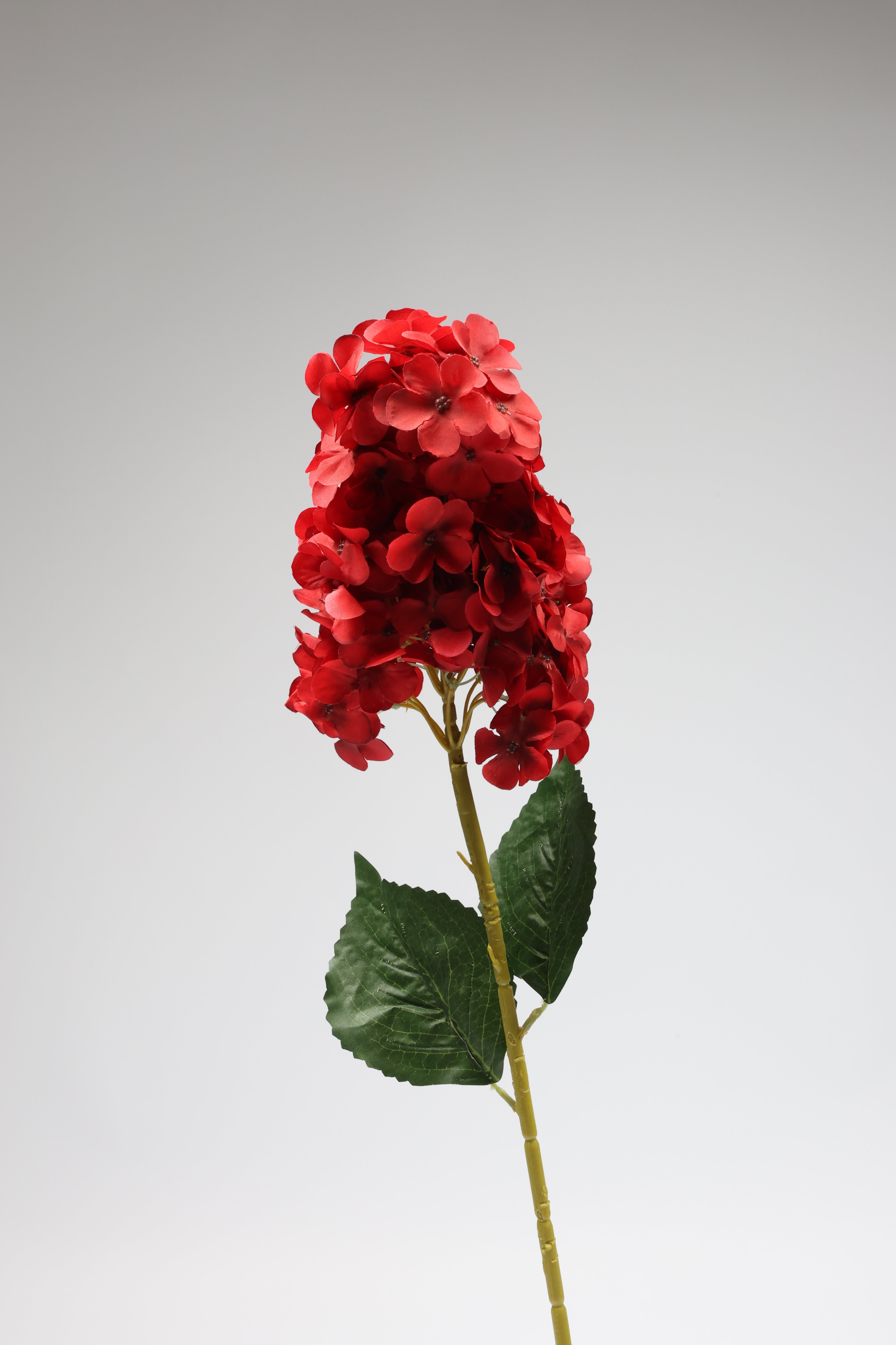 Antrina - Red