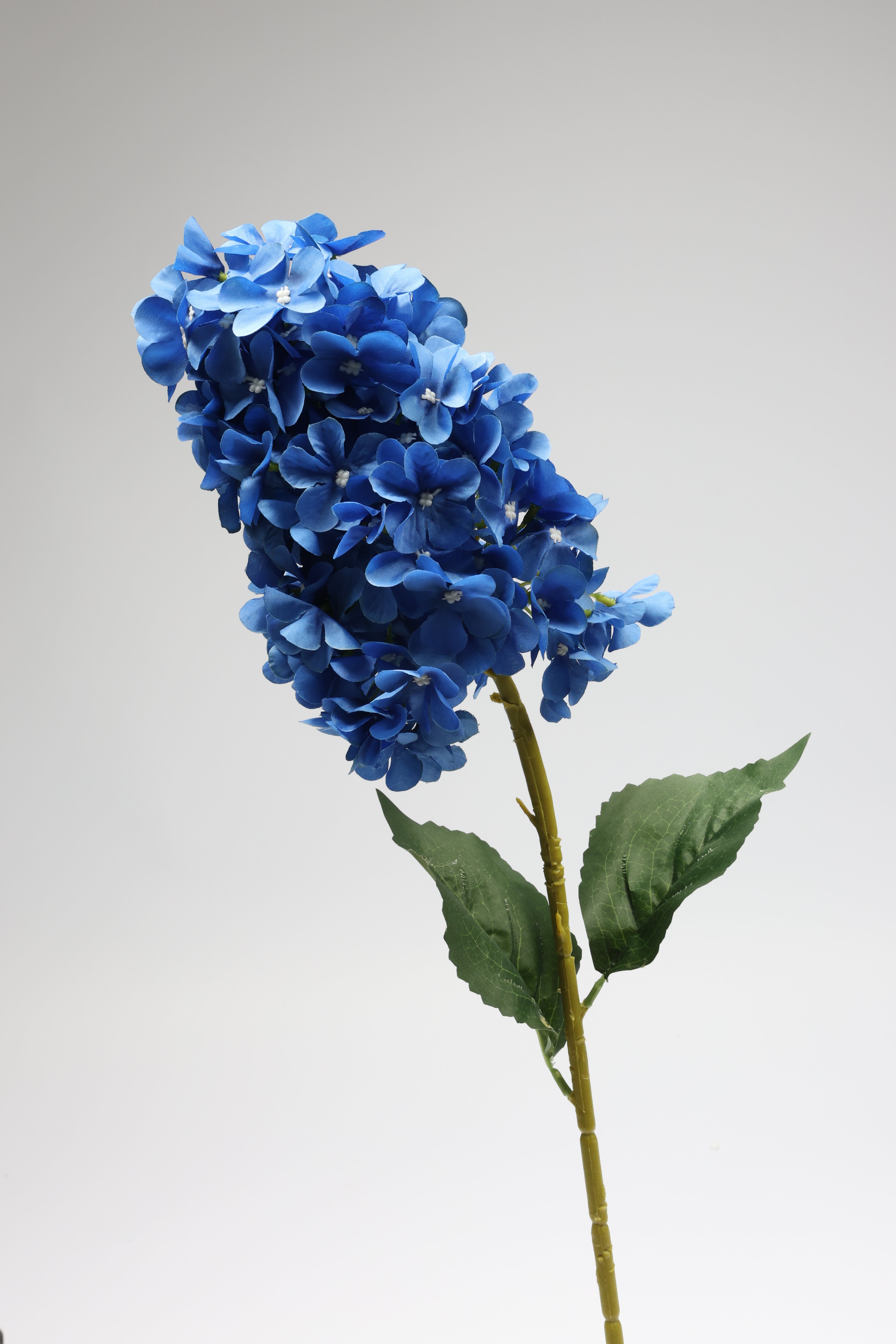 Antrina - Blue