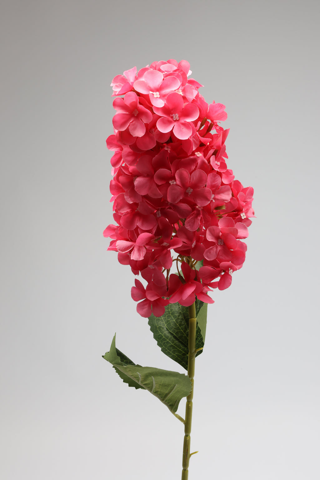 Antrina - Pink