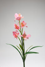 Tulipa - Pink 5 Flowers 5 Lines