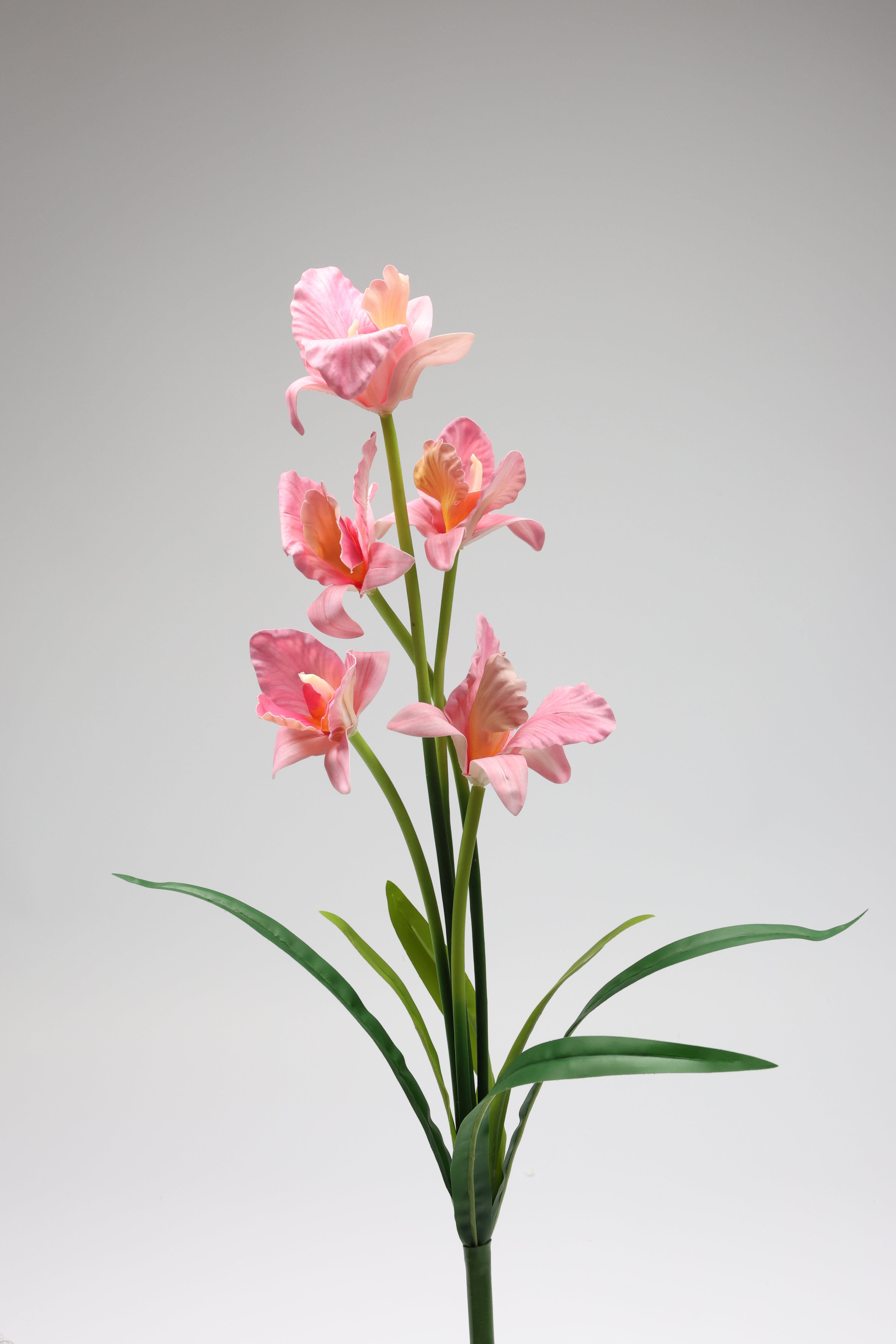 Tulipa - Pink 5 Flowers 5 Lines