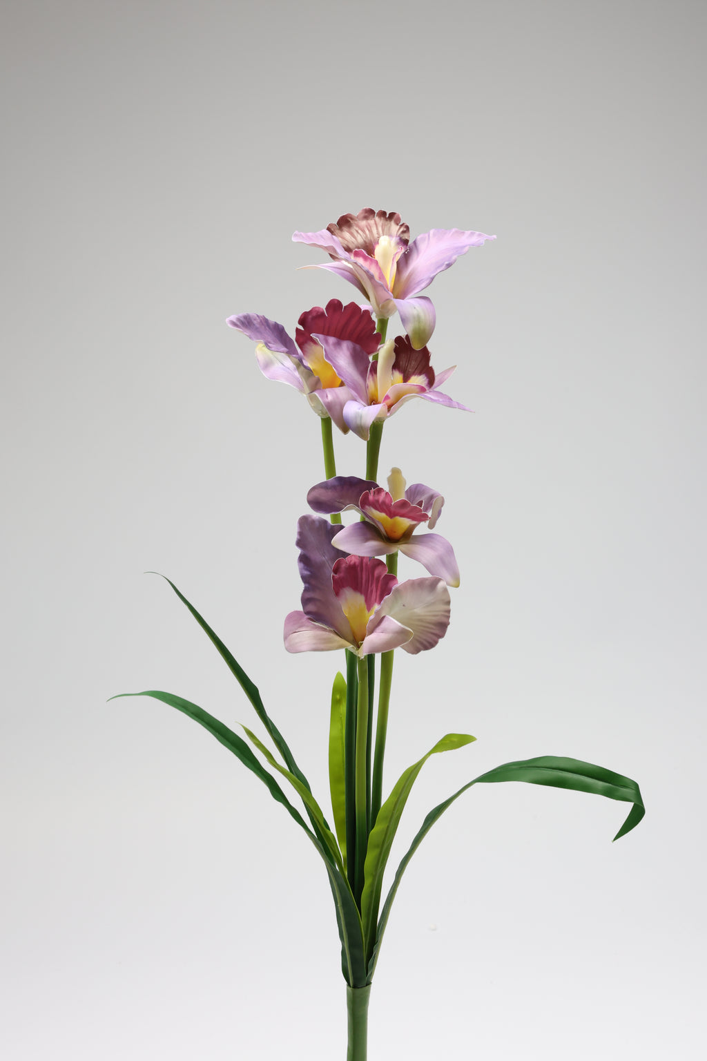 Tulipa- Purple 5 Flowers 5 Lines