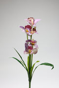 Tulipa- Purple 5 Flowers 5 Lines