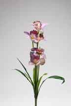 Tulipa- Purple 5 Flowers 5 Lines