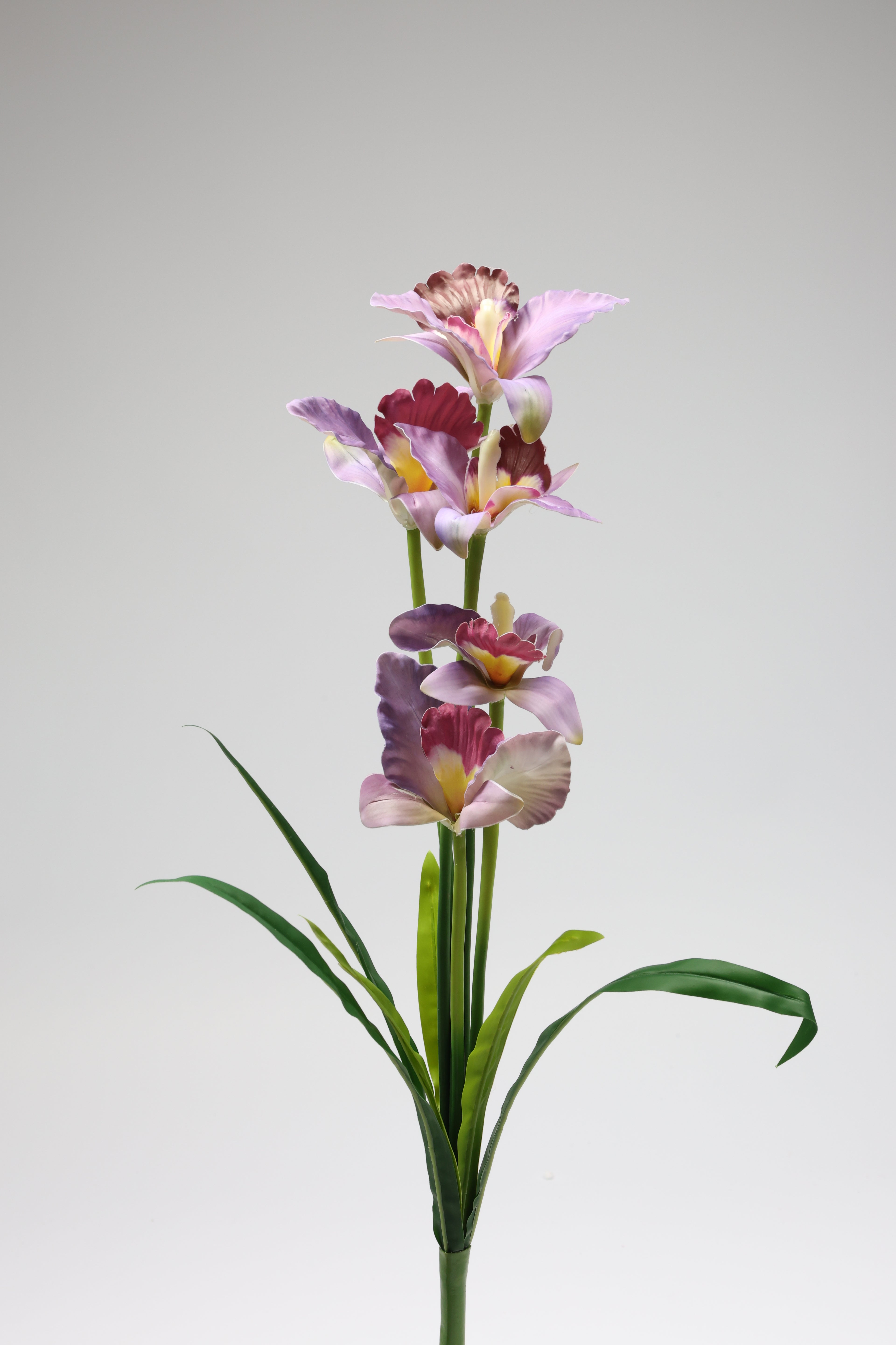 Tulipa- Purple 5 Flowers 5 Lines