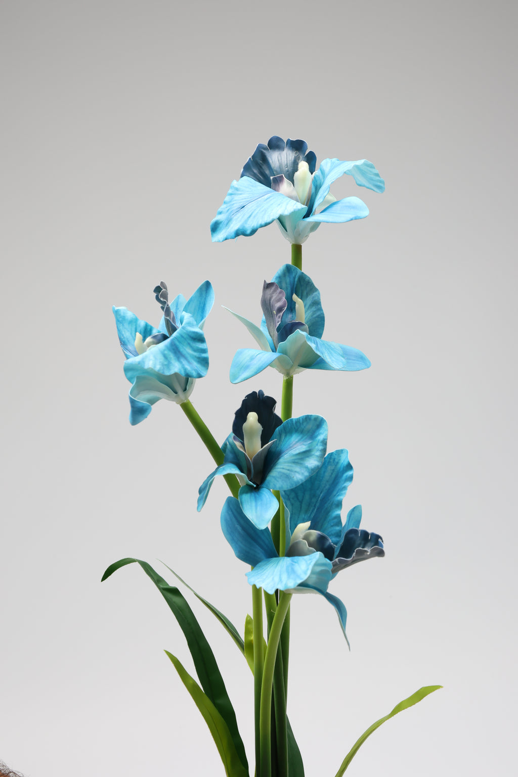 Tulipa- Baby Blue(Zahry) 5 Flowers 5 Lines
