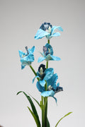 Tulipa- Baby Blue(Zahry) 5 Flowers 5 Lines