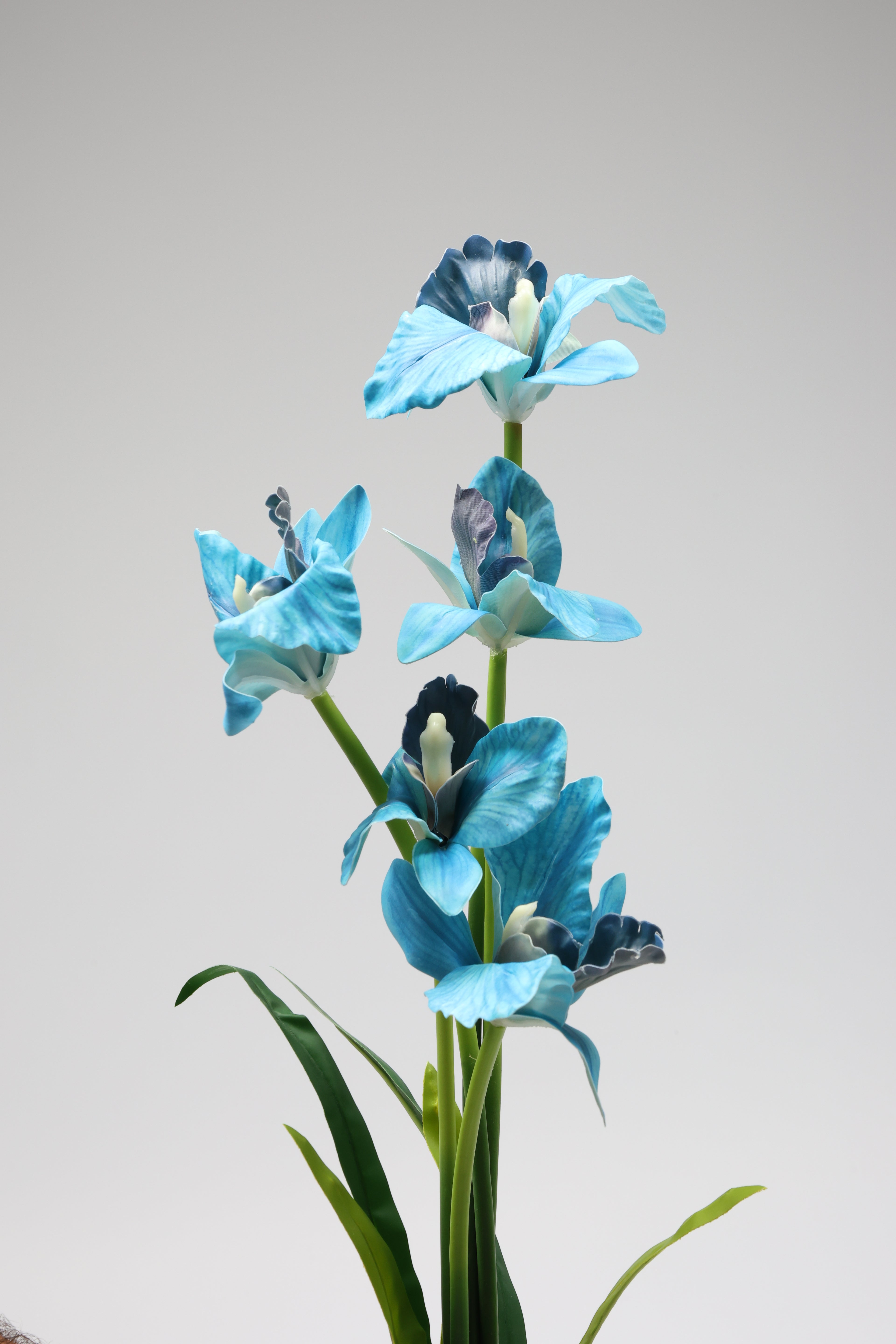 Tulipa- Baby Blue(Zahry) 5 Flowers 5 Lines