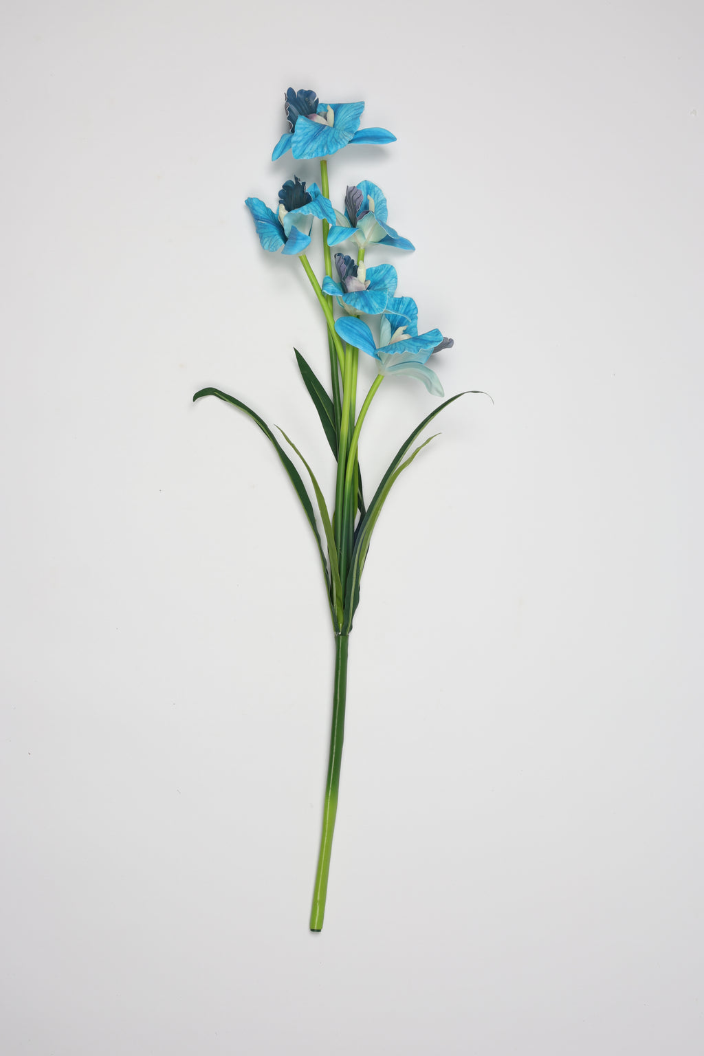 Tulipa- Baby Blue(Zahry) 5 Flowers 5 Lines