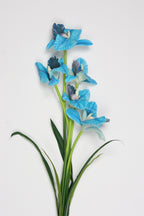 Tulipa- Baby Blue(Zahry) 5 Flowers 5 Lines