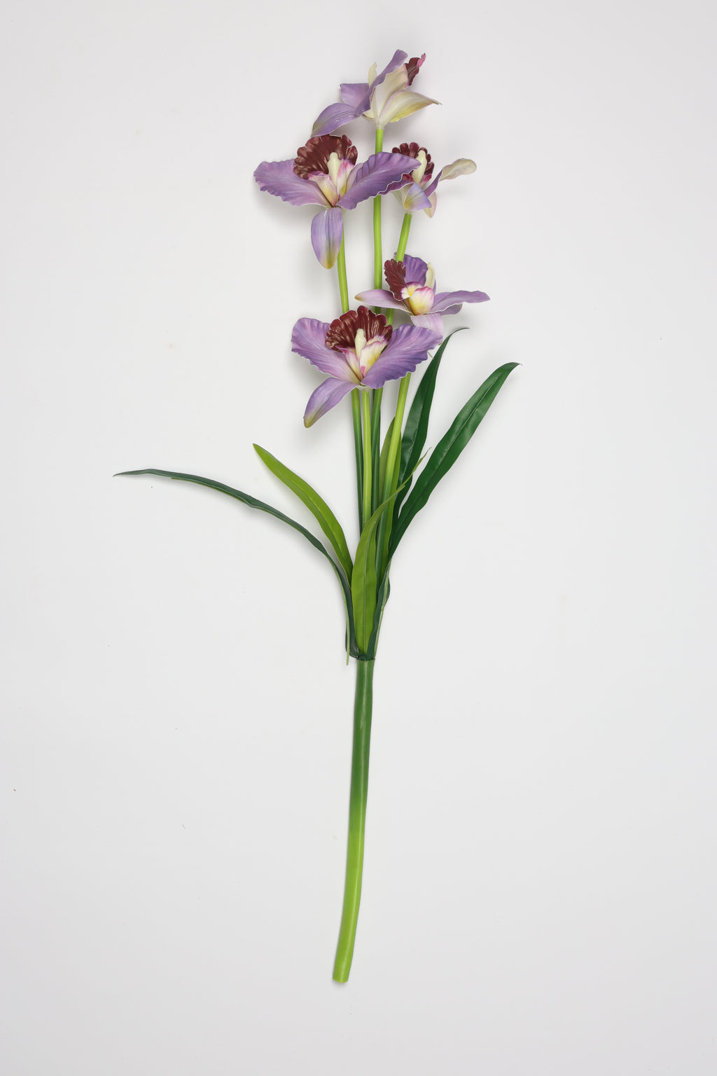 Tulipa- Purple 5 Flowers 5 Lines