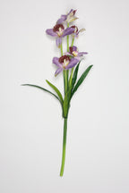 Tulipa- Purple 5 Flowers 5 Lines
