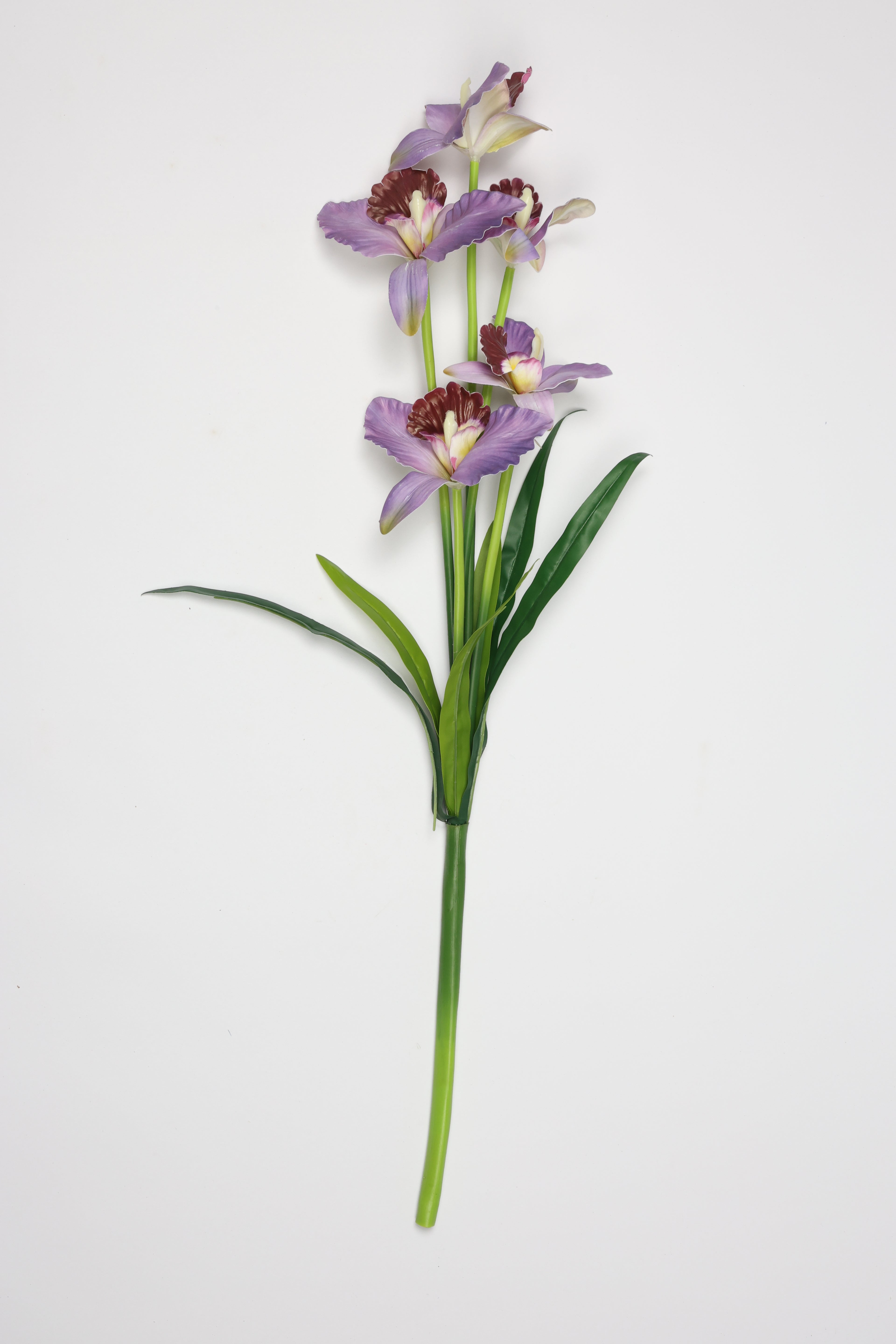 Tulipa- Purple 5 Flowers 5 Lines