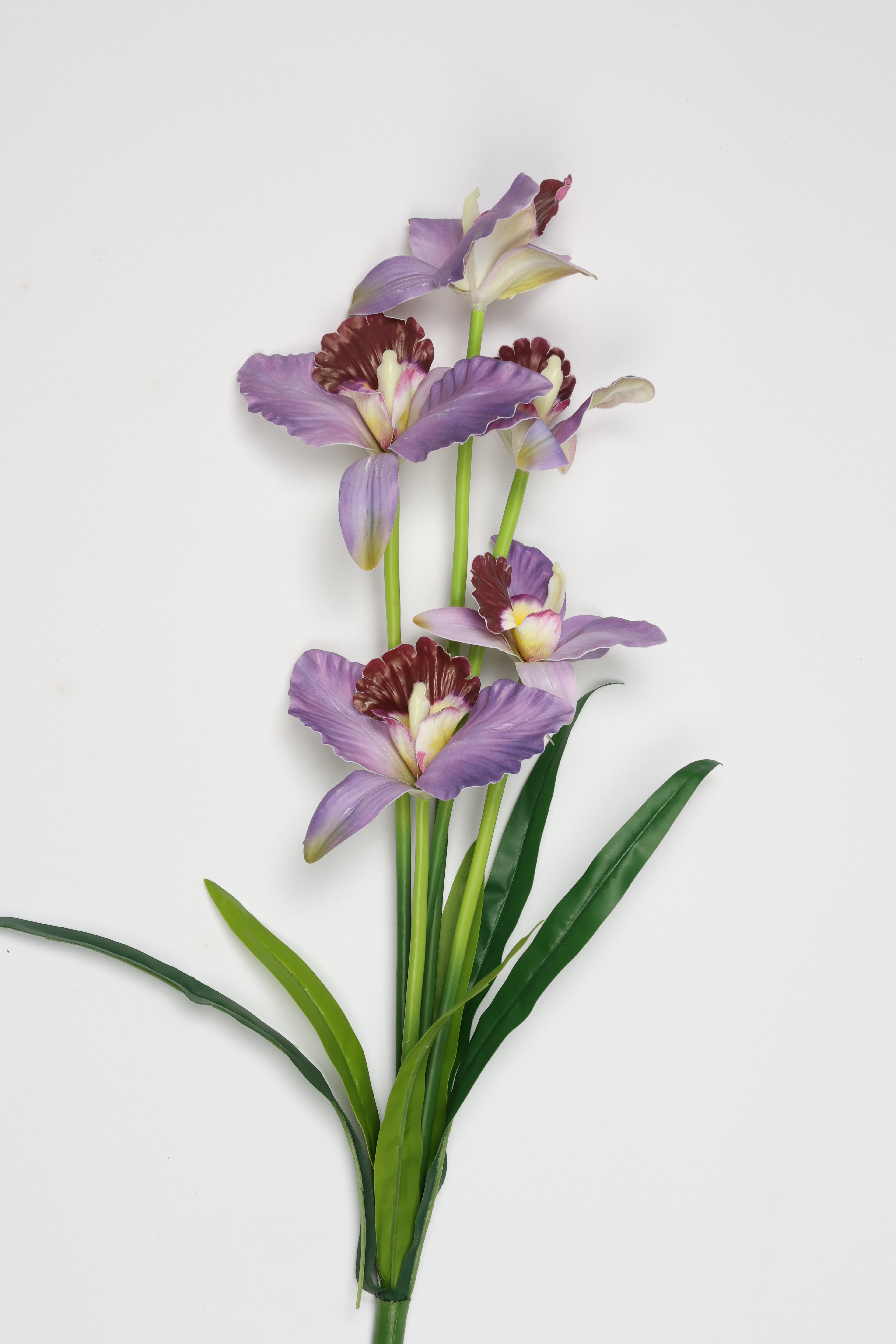 Tulipa- Purple 5 Flowers 5 Lines