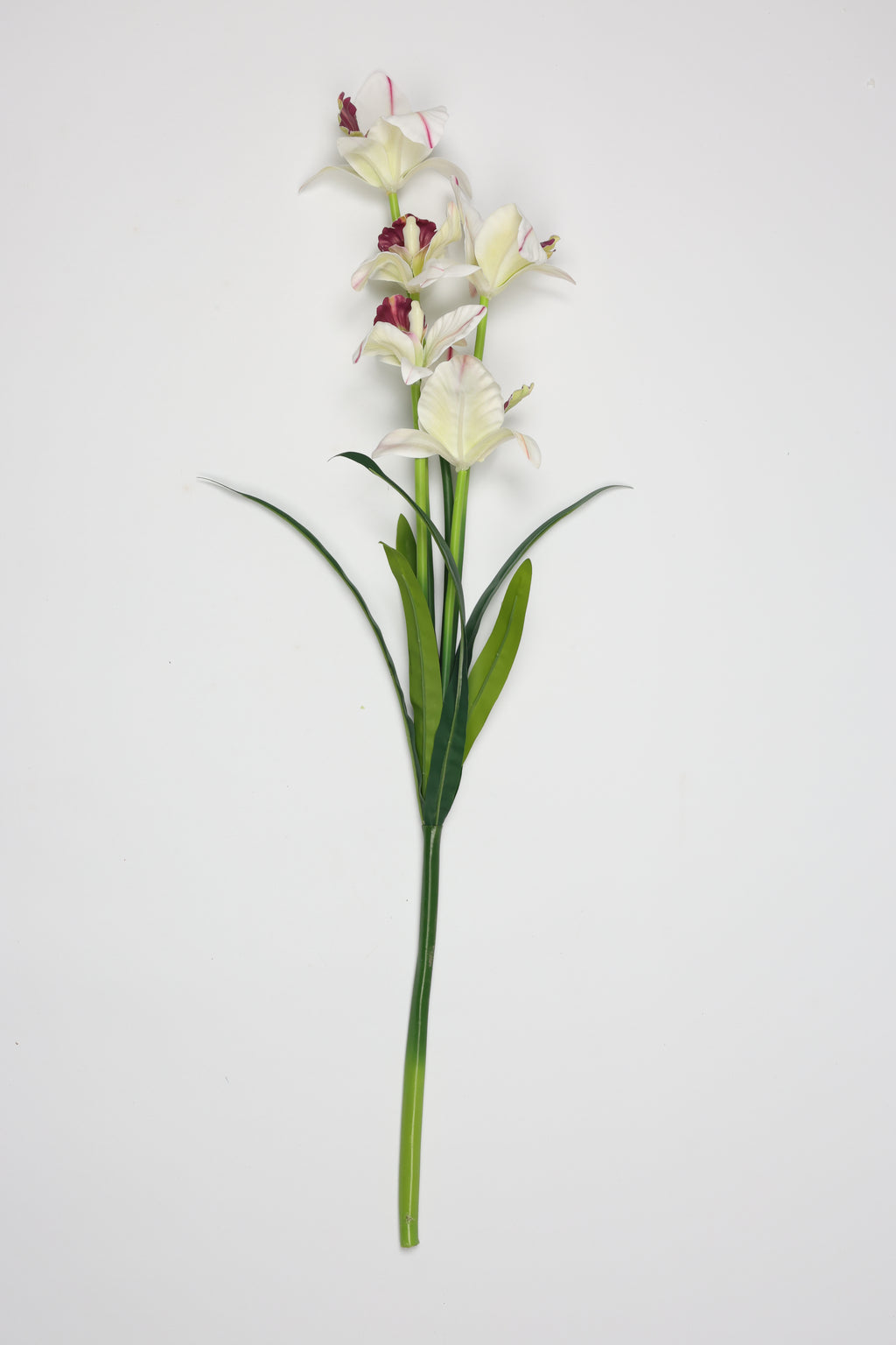 Tulipa- White*Purple 5 Flowers 5 Lines