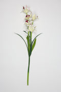 Tulipa- White*Purple 5 Flowers 5 Lines