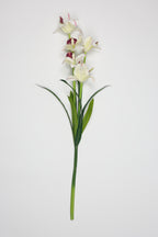 Tulipa- White*Purple 5 Flowers 5 Lines