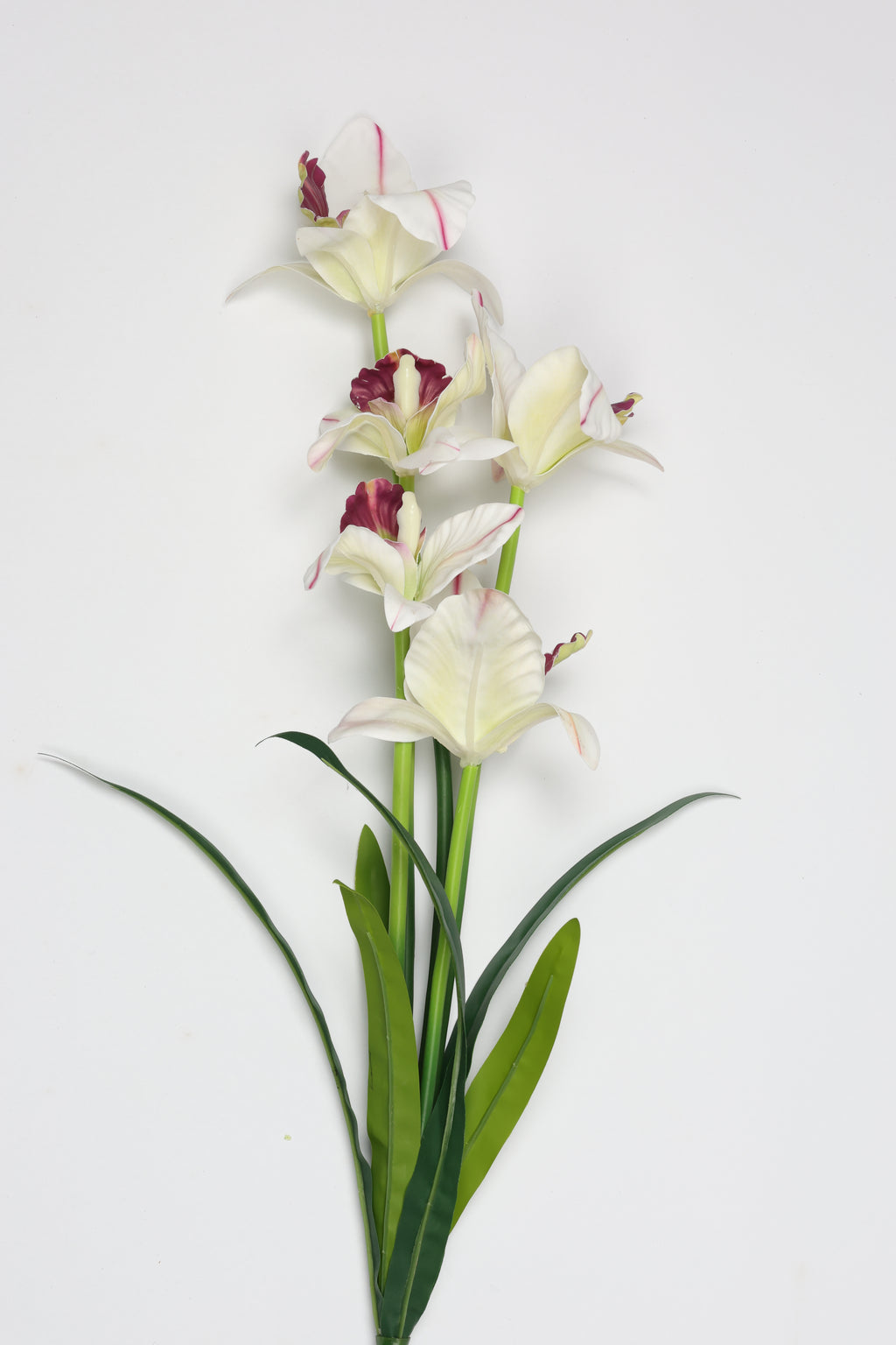Tulipa- White*Purple 5 Flowers 5 Lines