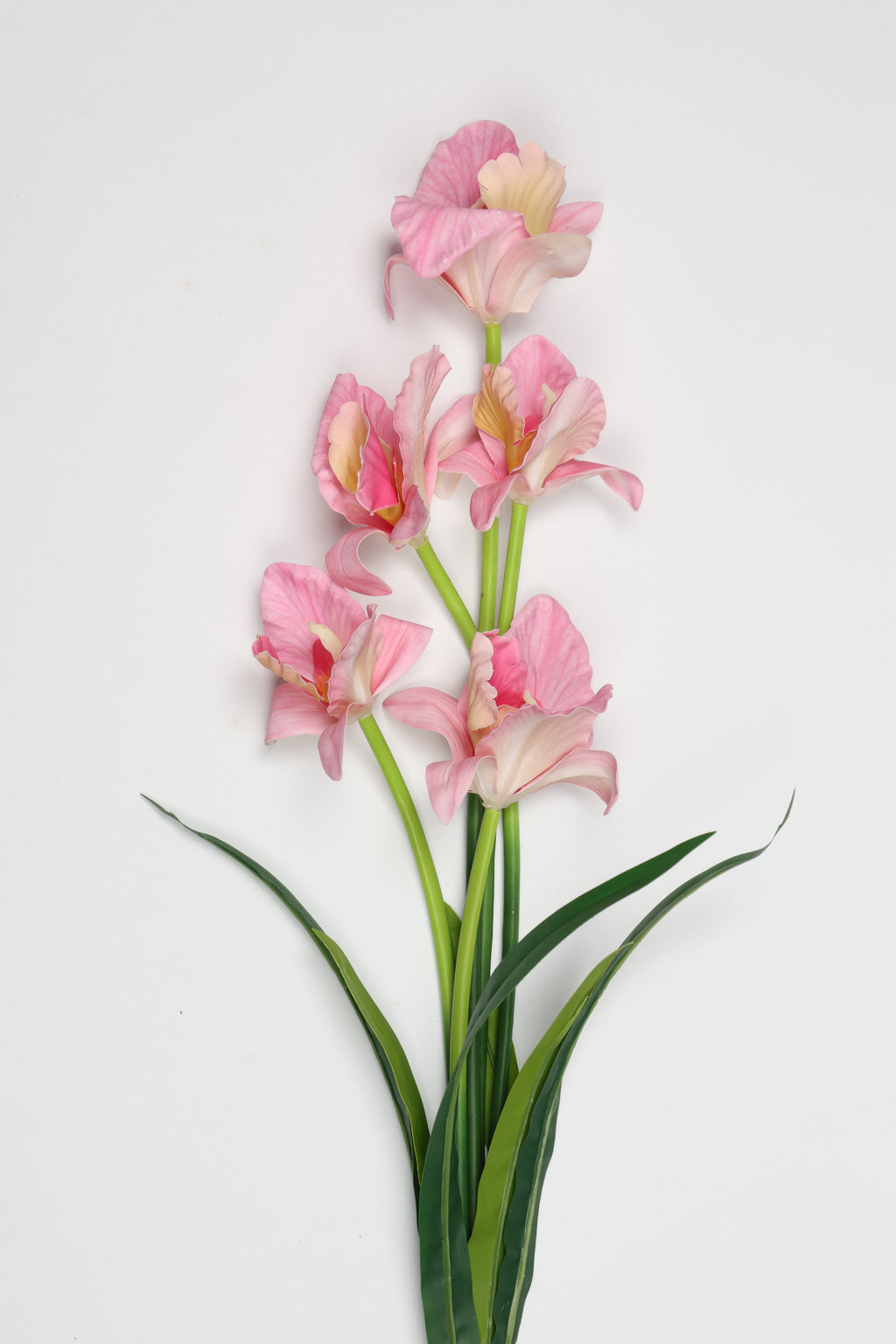Tulipa - Pink 5 Flowers 5 Lines