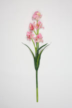 Tulipa - Pink 5 Flowers 5 Lines