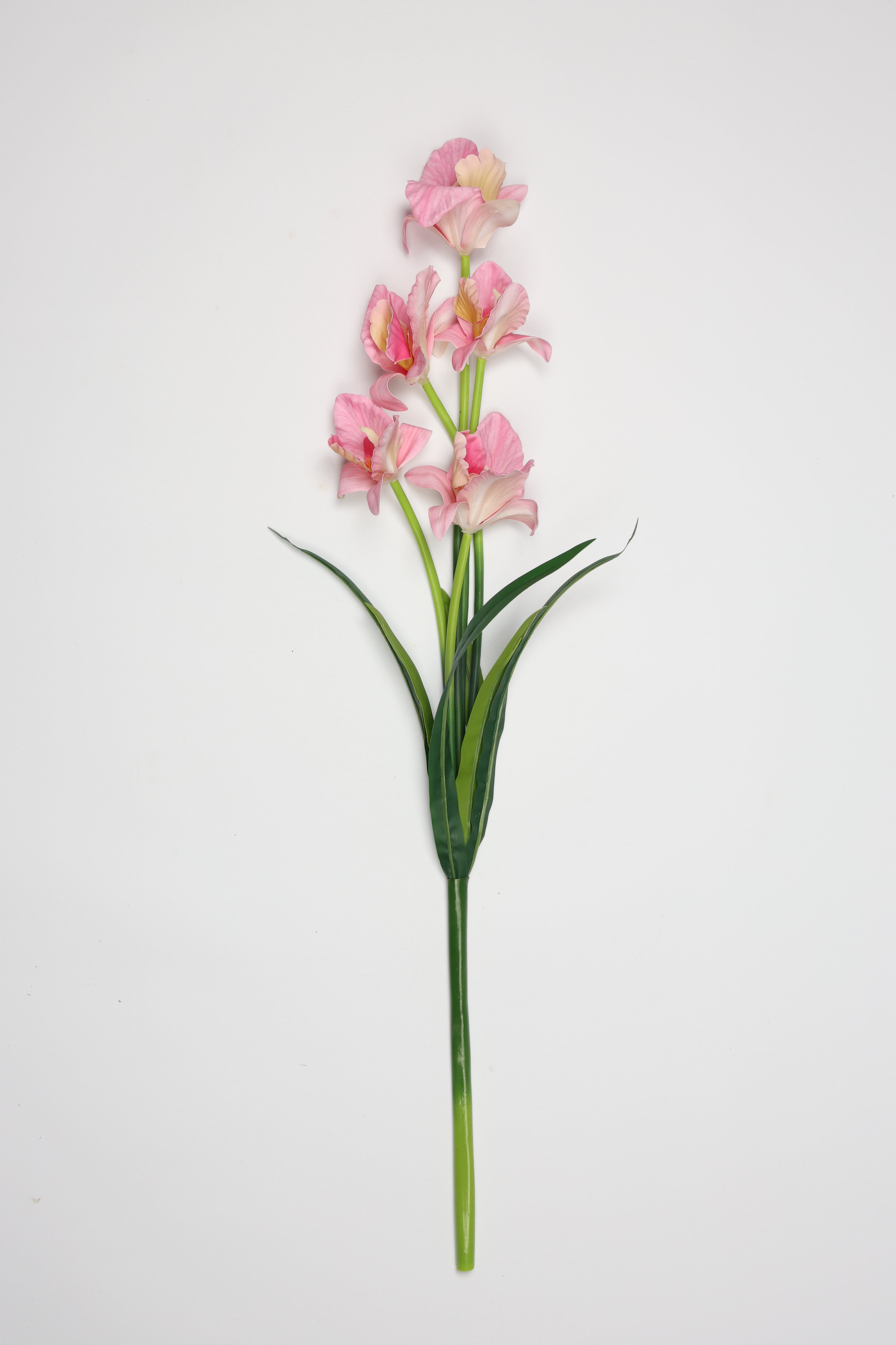 Tulipa - Pink 5 Flowers 5 Lines