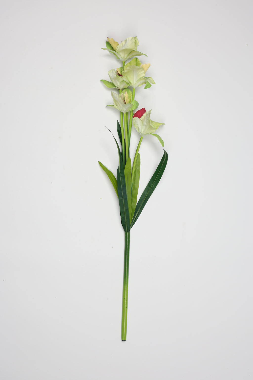 Tulipa- Green 5 Flowers 5 Lines