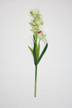 Tulipa- Green 5 Flowers 5 Lines