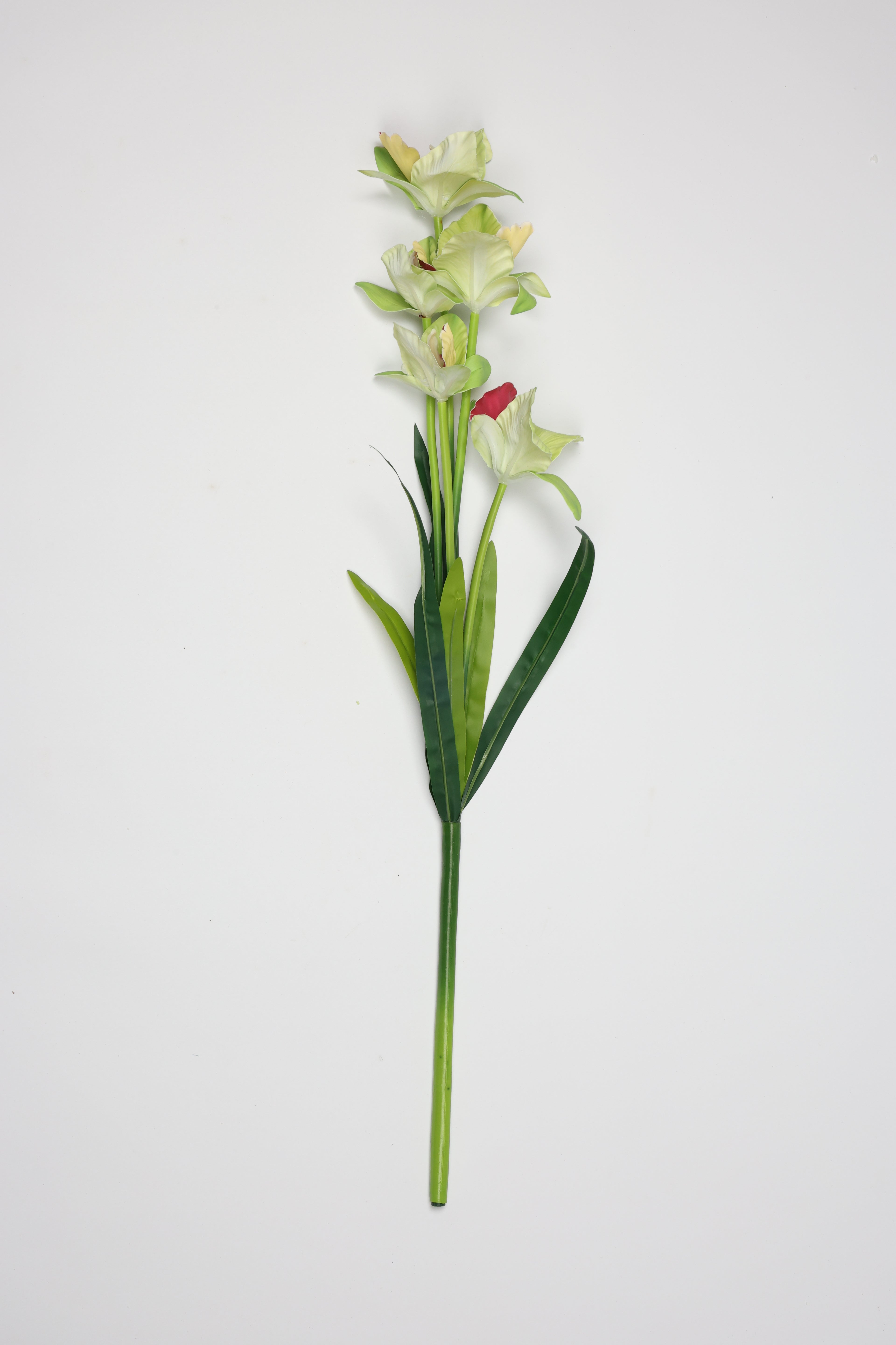 Tulipa- Green 5 Flowers 5 Lines