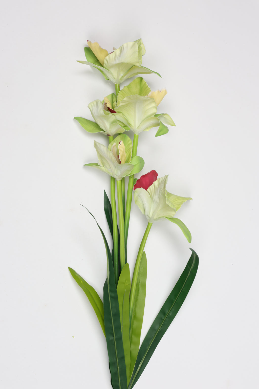 Tulipa- Green 5 Flowers 5 Lines
