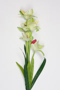 Tulipa- Green 5 Flowers 5 Lines