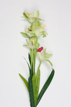 Tulipa- Green 5 Flowers 5 Lines