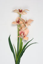 Tulipa- Simon 5 Flowers 5 Lines