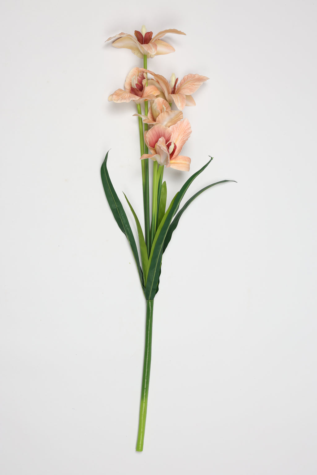 Tulipa- Simon 5 Flowers 5 Lines
