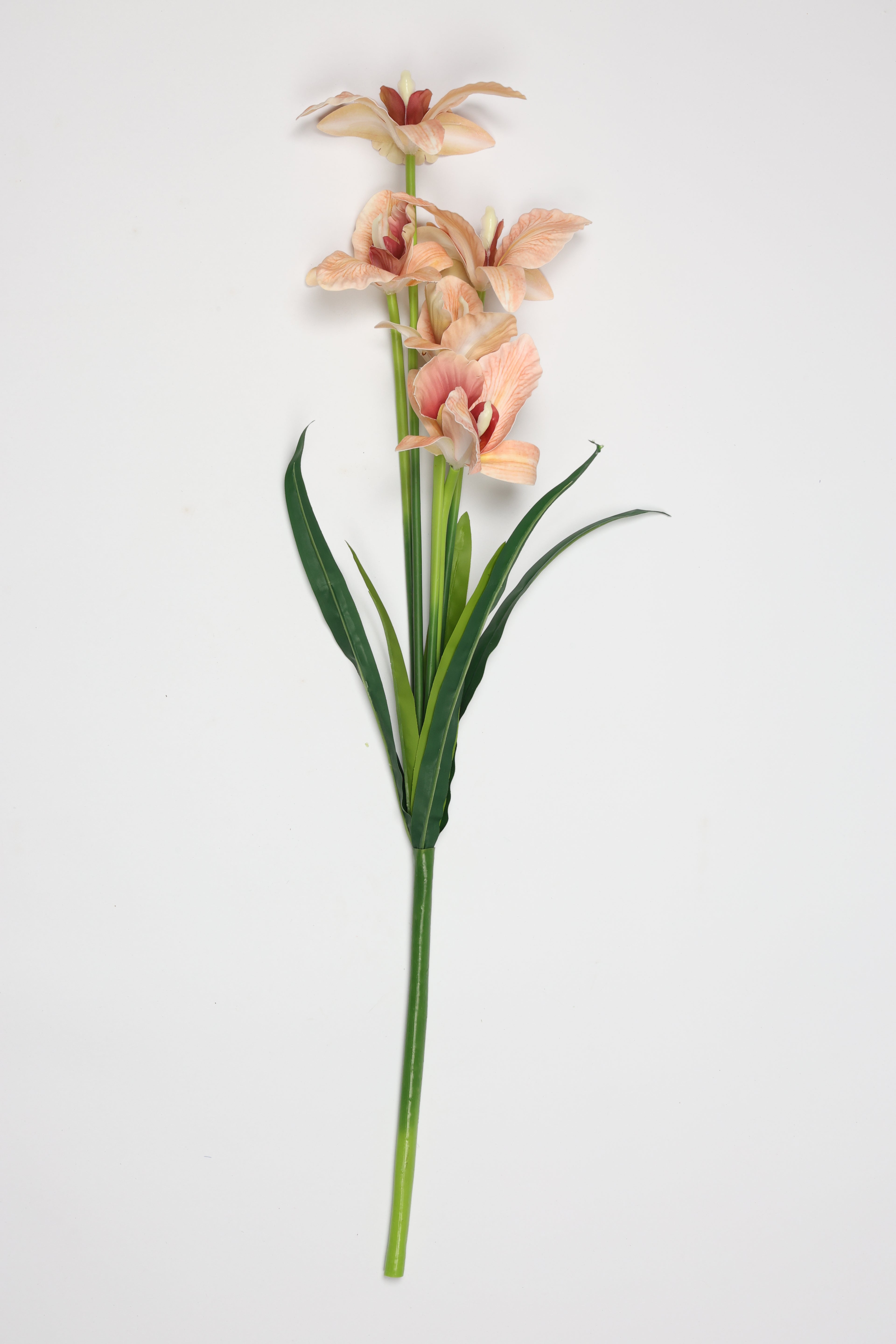 Tulipa- Simon 5 Flowers 5 Lines