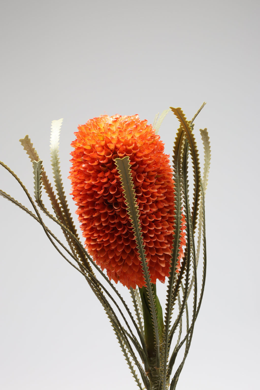 Porotia - Orange - Single