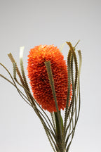 Porotia - Orange - Single