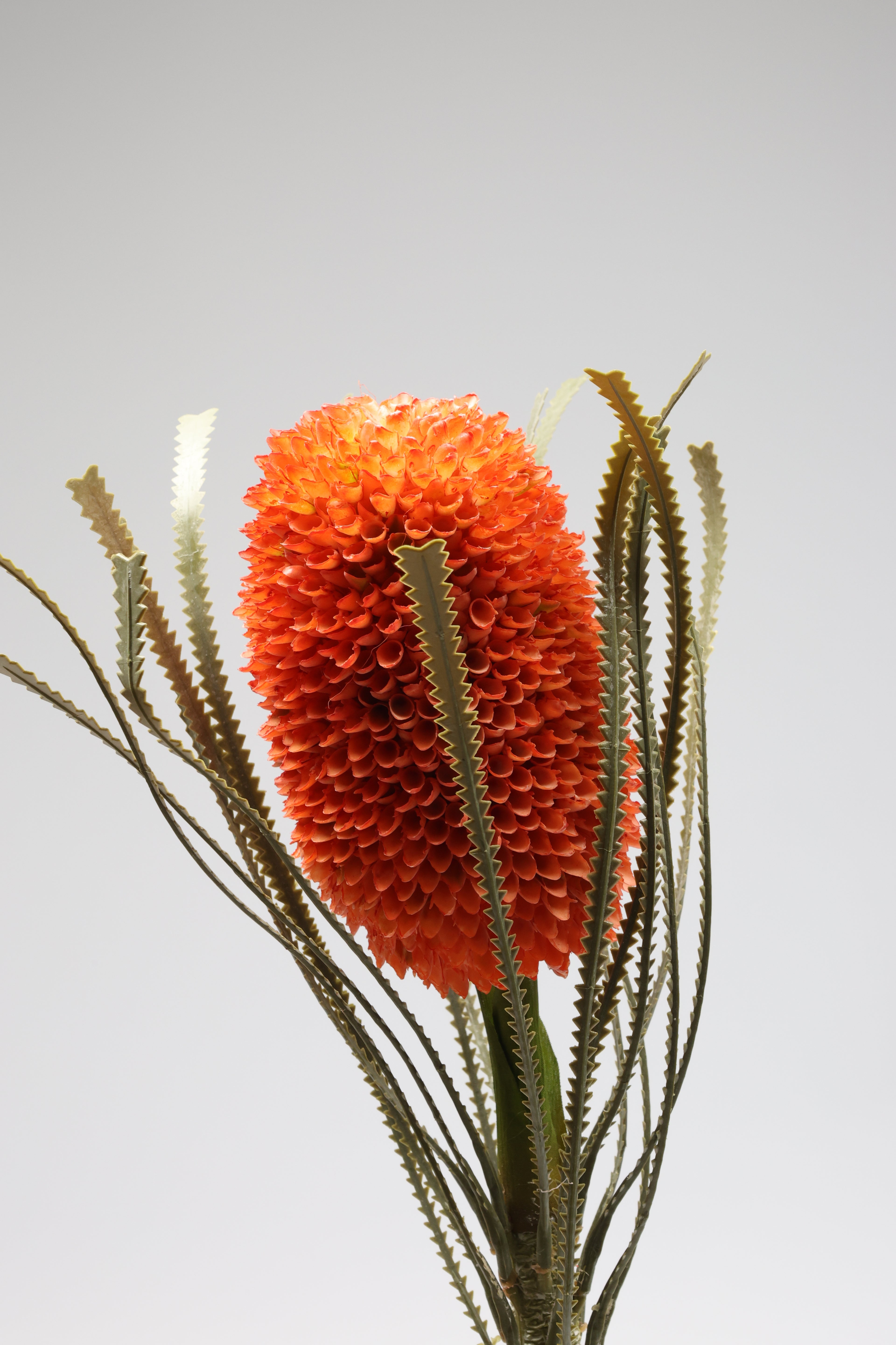 Porotia - Orange - Single